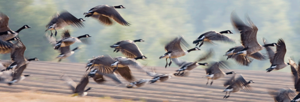 Get ride of pond geese with Away With Geese