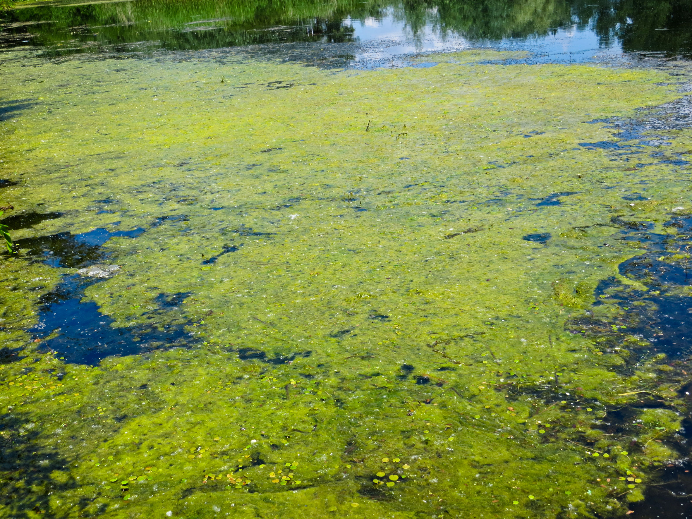 58604308 - green algae on a surface of the lake